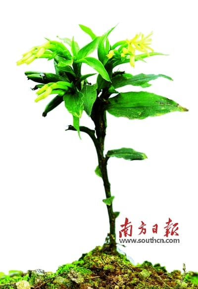 厉害了！“深圳拟兰”助科学家破解百年谜团